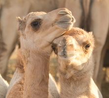 2012 10-Abu Dhabi Baby Camels